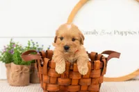 Eva - Medium, a female Goldendoodle for sale in Goshen, IN – 5 of 8