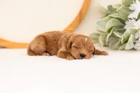 Elijah - Medium, a male Goldendoodle for sale in Goshen, IN – 7 of 7
