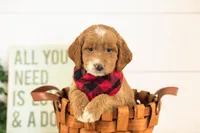 Marley - Medium, a male Goldendoodle for sale in Goshen, IN – 3 of 3