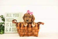 Ember - Medium, a female Goldendoodle for sale in Goshen, IN – 3 of 3