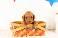 Glacier - mini, a male Miniature Goldendoodle for sale in Goshen, IN – 3 of 3