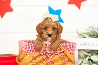 Padme - Micro, a female Goldendoodle for sale in Goshen, IN – 2 of 3