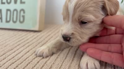 Plum - Mini, a female Miniature Goldendoodle for sale in Goshen, IN – 4 of 4