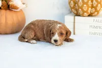 Amos - Mini, a male Goldendoodle for sale in Goshen, IN – 3 of 4