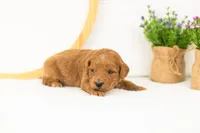 Doody - Medium, a male Goldendoodle for sale in Goshen, IN – 4 of 4
