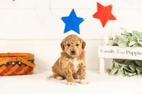 Caleb - Micro, a male Goldendoodle for sale in Goshen, IN – 3 of 4