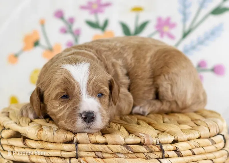 Fable - Mini – English Goldendoodle puppy for sale in Goshen, IN