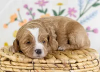 Fable - Mini, a female English Goldendoodle for sale in Goshen, IN – Photo 1 of 4