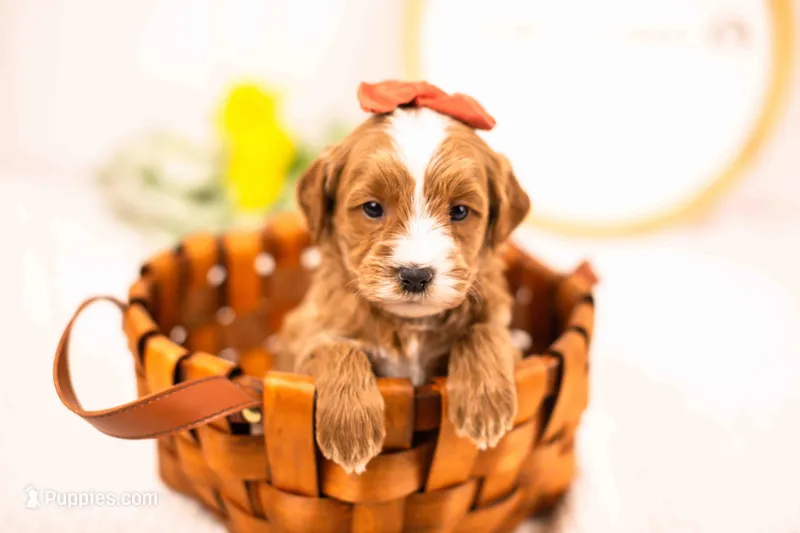 Fable - Mini – English Goldendoodle puppy for sale in Goshen, IN