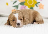 Fable - Mini, a female English Goldendoodle for sale in Goshen, IN – Photo 4 of 4