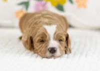 Fable - Mini, a female English Goldendoodle for sale in Goshen, IN – Photo 3 of 4