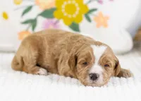 Fable - Mini, a female English Goldendoodle for sale in Goshen, IN – Photo 2 of 4