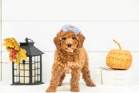 Glow - Mini, a female Goldendoodle for sale in Goshen, IN – 2 of 9