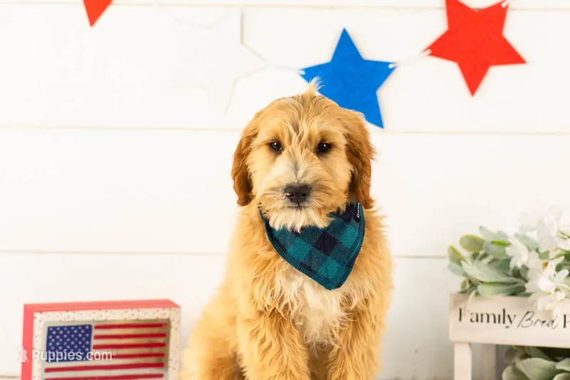 Paul - Micro – Goldendoodle puppy for sale in Goshen, IN