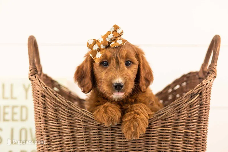 Jiggly - Mini – Miniature Goldendoodle puppy for sale in Goshen, IN