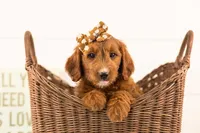 Jiggly - Mini, a female Miniature Goldendoodle for sale in Goshen, IN – 3 of 10