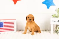 Bryce - Mini, a male Miniature Goldendoodle for sale in Goshen, IN – 1 of 3