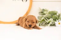 Esmw - Medium, a female Goldendoodle for sale in Goshen, IN – 4 of 4