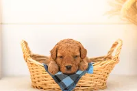 Ladybug - Mini, a female Goldendoodle for sale in Goshen, IN – 2 of 4