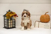 Granny Smith - Micro, a female Goldendoodle for sale in Goshen, IN – 5 of 5