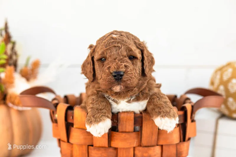 Abram - Mini – Goldendoodle puppy for sale in Goshen, IN