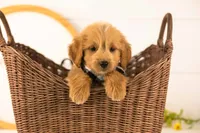 Elijah - Medium, a male Goldendoodle for sale in Goshen, IN – 2 of 9