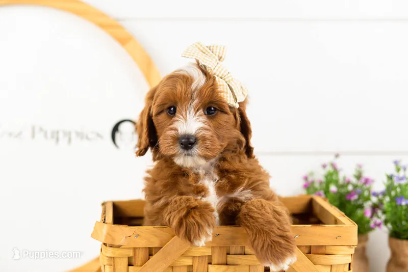 Queen - Mini – Miniature Goldendoodle puppy for sale in Goshen, IN
