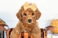 Ladybug - Mini, a female Goldendoodle for sale in Goshen, IN – 2 of 9