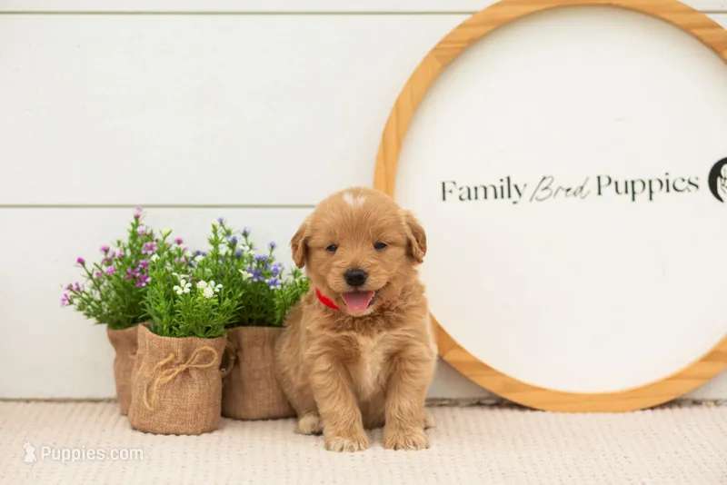 Emilia - Medium – Goldendoodle puppy for sale in Goshen, IN