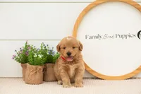 Emilia - Medium, a female Goldendoodle for sale in Goshen, IN – 1 of 6