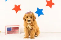 Phoebe - Medium, a female Goldendoodle for sale in Goshen, IN – 2 of 6