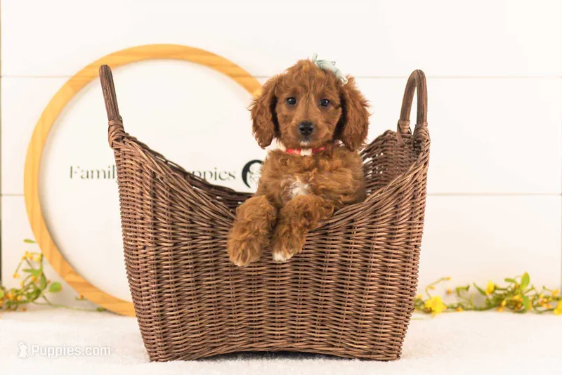 Lexy - Medium – Goldendoodle puppy for sale in Goshen, IN