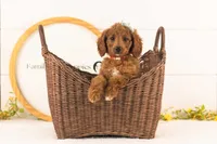 Lexy - Medium, a female Goldendoodle for sale in Goshen, IN – 1 of 10