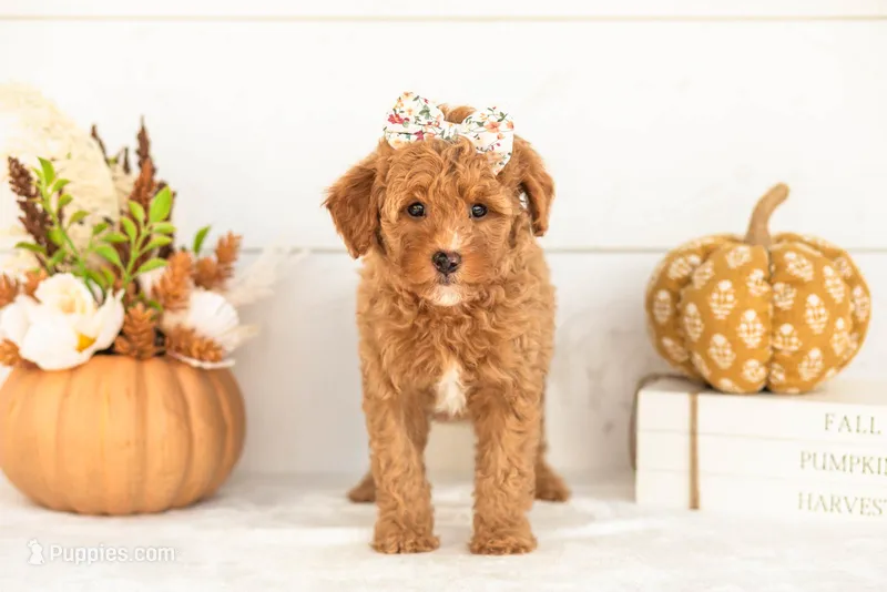 Juliet - Micro – Goldendoodle puppy for sale in Goshen, IN