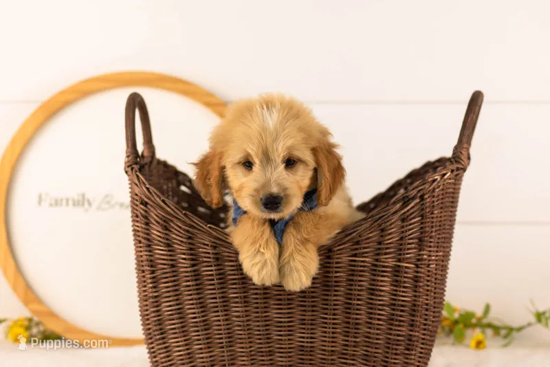 Ezra - Medium – Goldendoodle puppy for sale in Goshen, IN