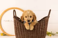 Ezra - Medium, a male Goldendoodle for sale in Goshen, IN – 1 of 9