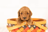 Glacier - mini, a male Miniature Goldendoodle for sale in Goshen, IN – 2 of 3