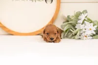 Ellie - Medium, a female Goldendoodle for sale in Goshen, IN – 3 of 4