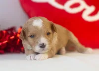 Mark - Micro, a male Goldendoodle for sale in Goshen, IN – Photo 1 of 4