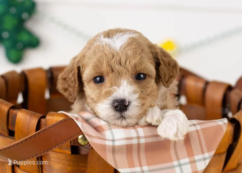 Mark - Micro – Goldendoodle puppy for sale in Goshen, IN