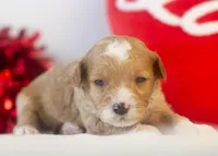 Mark - Micro, a male Goldendoodle for sale in Goshen, IN – Photo 4 of 4