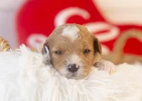 Mark - Micro, a male Goldendoodle for sale in Goshen, IN – Photo 2 of 4