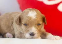 Mark - Micro, a male Goldendoodle for sale in Goshen, IN – Photo 3 of 4