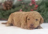 Texas - Toy, a male Goldendoodle for sale in Goshen, IN – Photo 7 of 7