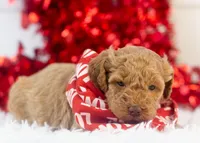Texas - Toy, a male Goldendoodle for sale in Goshen, IN – Photo 2 of 7