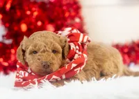 Texas - Toy, a male Goldendoodle for sale in Goshen, IN – Photo 1 of 7