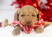 Texas - Toy, a male Goldendoodle for sale in Goshen, IN – Photo 3 of 7