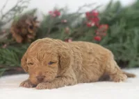 Texas - Toy, a male Goldendoodle for sale in Goshen, IN – Photo 6 of 7