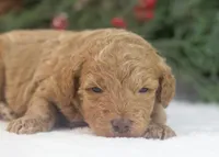 Texas - Toy, a male Goldendoodle for sale in Goshen, IN – Photo 5 of 7