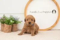 Evan - Medium, a male Goldendoodle for sale in Goshen, IN – 4 of 8